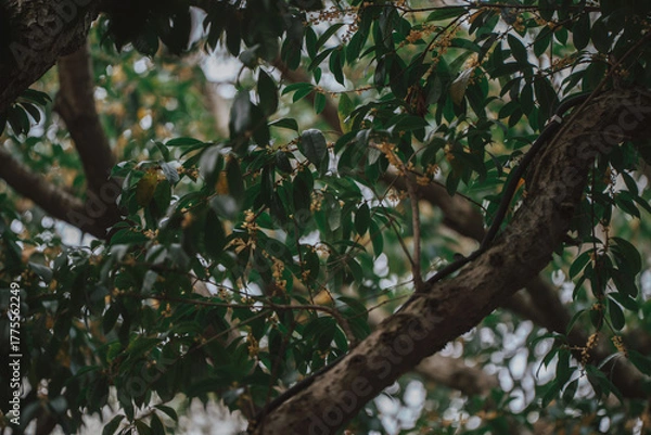 Obraz A close-up shot of a tree branch with lush green leaves and small yellow flowers. dark background with moody and atmospheric feel.