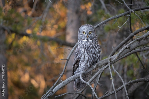 Fototapeta Great grey owl perched in a tree