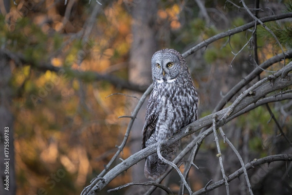 Fototapeta Great grey owl in a tree