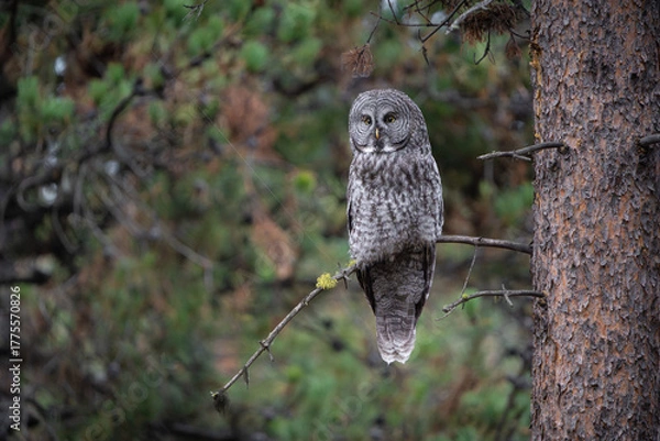 Fototapeta Great grey owl on a forest perch