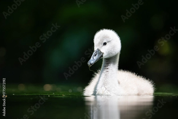 Obraz Schwanen Kücken