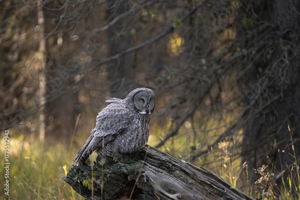 Fototapeta Great grey owl fluffed feathers