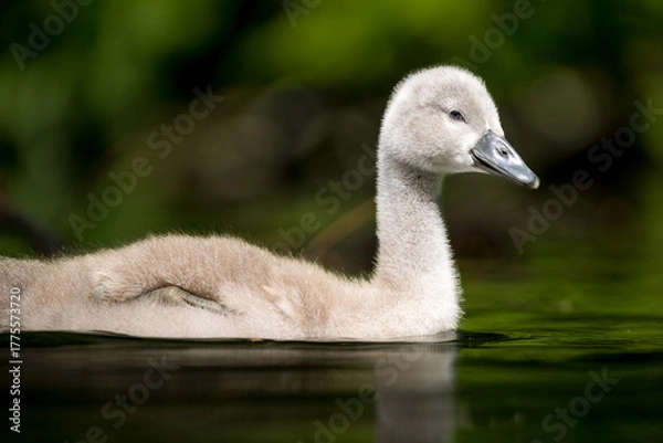 Obraz Schwanen Kücken