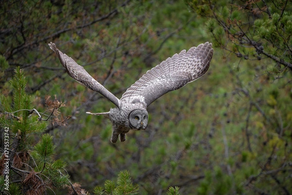 Fototapeta Great grey owl wings spread in flight