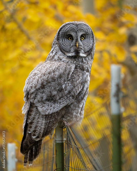 Fototapeta Great grey owl with yellow aspen leaves in the background