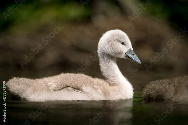Obraz Schwanen Kücken