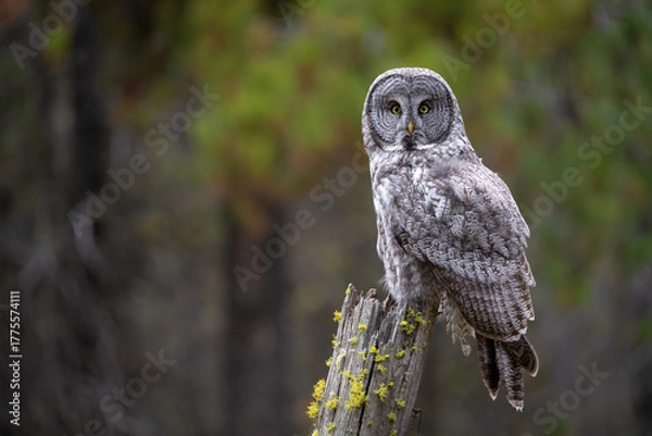 Fototapeta Great grey owl close up portrait