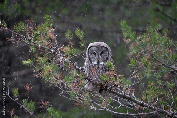 Fototapeta Great grey owl perched with snowfall