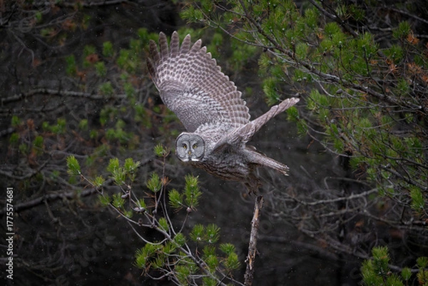 Fototapeta Great Grey owl with wings spread
