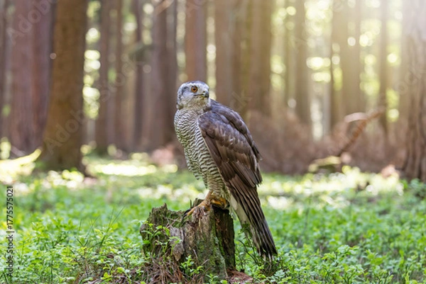 Obraz Hawk looking behind oneself is sitting on a tree trunk in the forest.  Horizontally. 