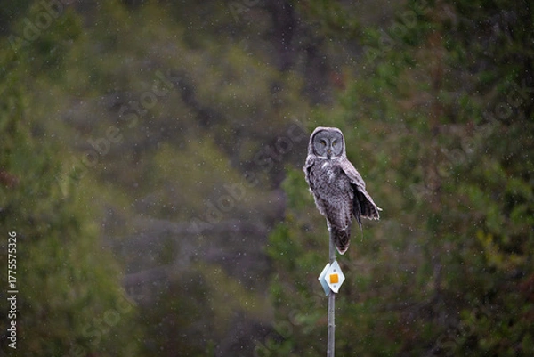 Fototapeta Great Grey Owl perched with snow falling