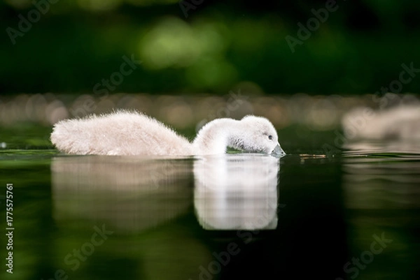 Obraz Schwanen Kücken