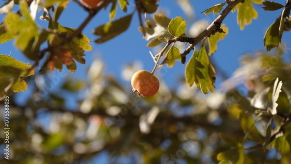 Fototapeta Autumn fruits ripening on wild hawthorn tree