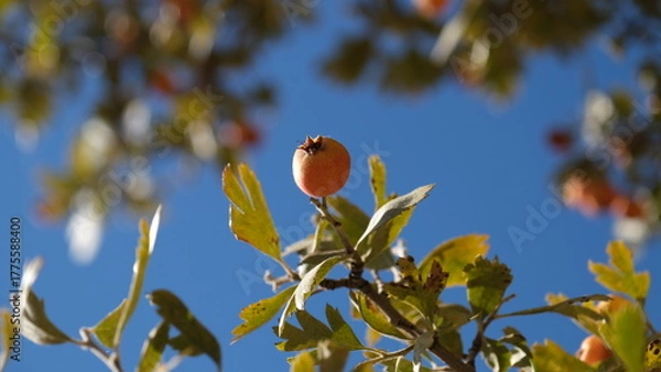 Fototapeta Autumn fruits ripening on wild hawthorn tree