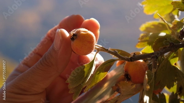 Fototapeta Harvesting autumn berries ripening on the wild hawthorn tree.