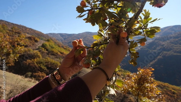 Fototapeta Harvesting autumn berries ripening on the wild hawthorn tree.