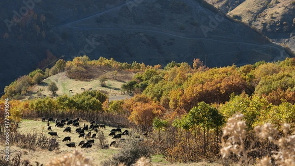 Fototapeta A flock of goats and sheep grazing on mountaintops in autumn