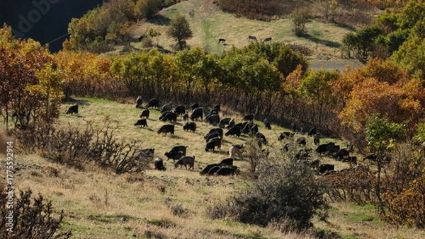 Fototapeta A flock of goats and sheep grazing on mountaintops in autumn