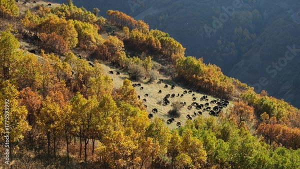 Fototapeta A flock of goats and sheep grazing on mountaintops in autumn