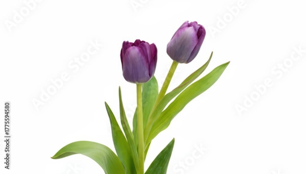 Fototapeta Two purple tulips isolated on white background with green leaves