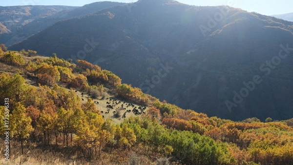 Fototapeta A flock of goats and sheep grazing on mountaintops in autumn