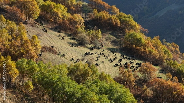 Fototapeta A flock of goats and sheep grazing on mountaintops in autumn