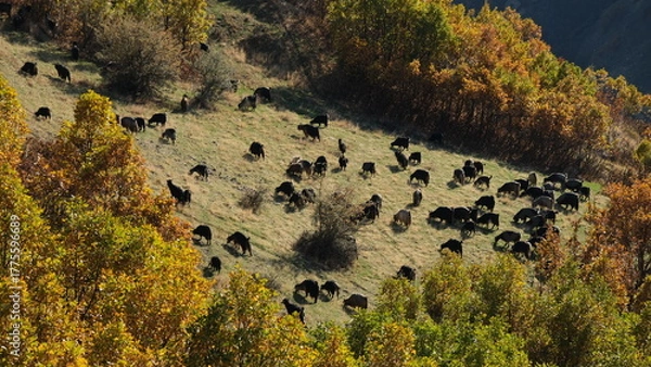 Fototapeta A flock of goats and sheep grazing on mountaintops in autumn