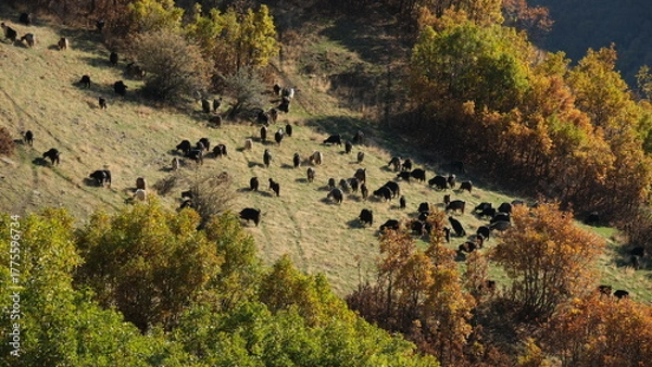Fototapeta A flock of goats and sheep grazing on mountaintops in autumn