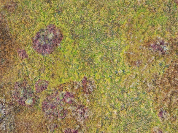 Fototapeta Aerial drone view of a pristine bog in Estonia, a beautiful wetland landscape with colorful green, yellow, and red moss textures.