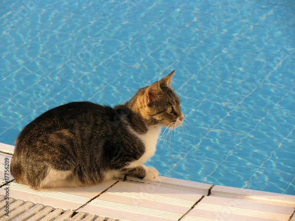 Obraz Cat at pool