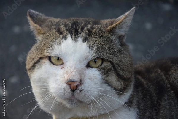 Obraz Домашние животные (Кошки)