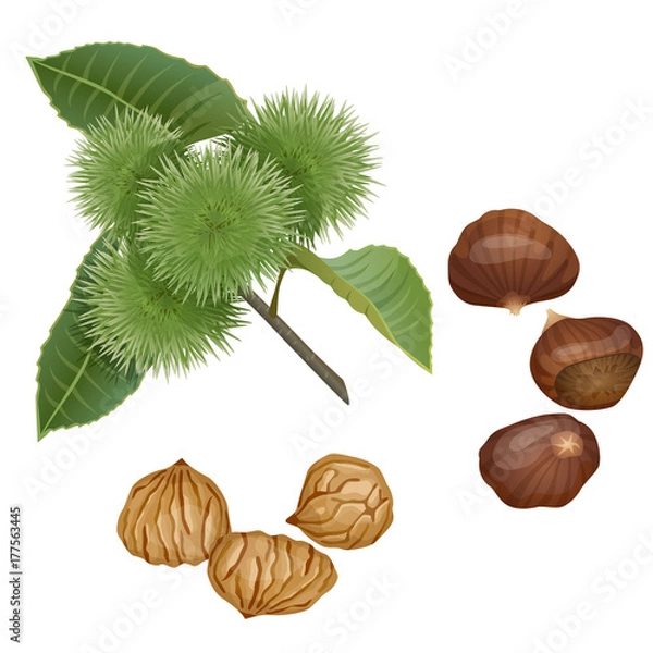 Fototapeta Chestnut plant, nuts and peeled kernels / Part of chestnut branch with the fruits, nuts in the shell and peeled nuts
