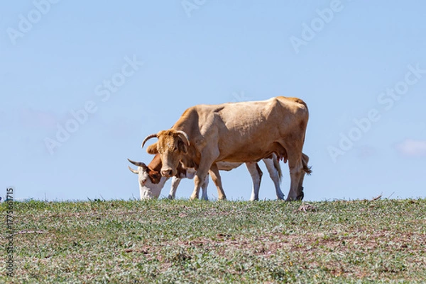 Fototapeta two cows in a field
