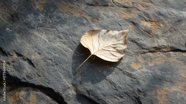 Fototapeta Single Dry Autumn Leaf on Stone Surface, Minimalist Nature Background

