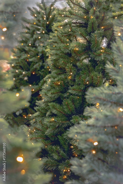 Obraz christmas tree with lights