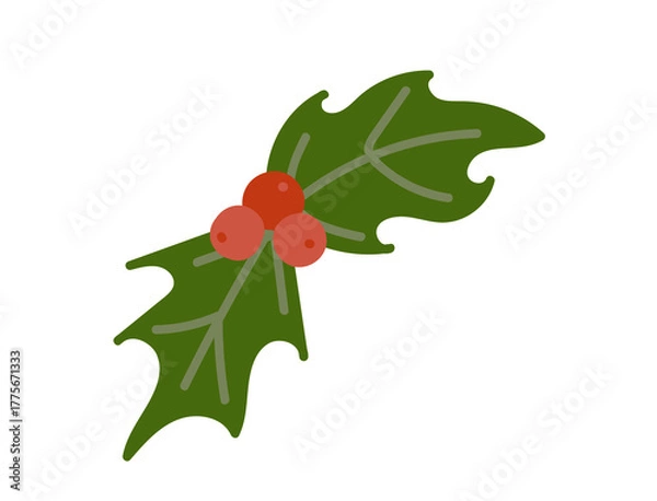 Obraz Christmas holly green leaves and red berries on transparent background 