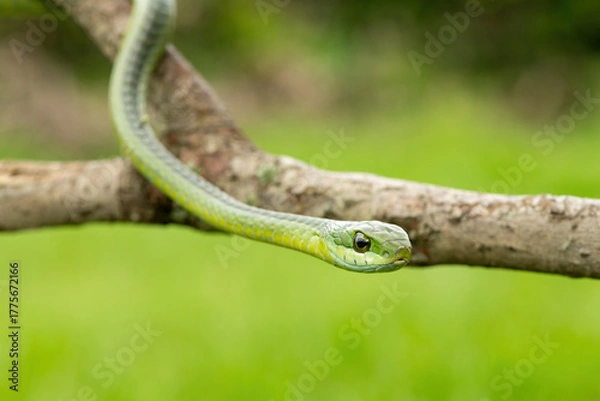Obraz Close-up of a gorgeous boomslang (Dispholidus typus), also known as a tree snake or African tree snake.  Africa’s deadly venomous snake