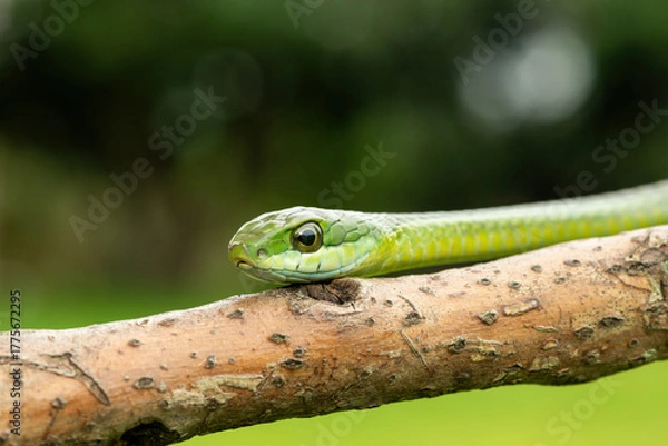 Obraz Close-up of a gorgeous boomslang (Dispholidus typus), also known as a tree snake or African tree snake.  Africa’s deadly venomous snake