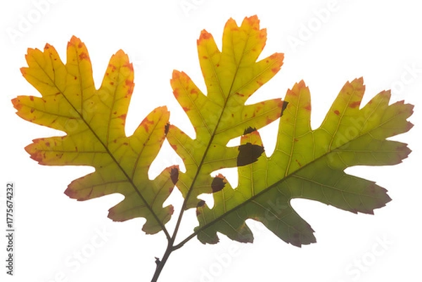 Fototapeta Close up of oak leaves in autumn colors isolated on transparent background