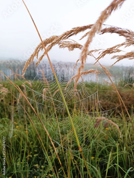 Fototapeta A spider web is on a grassy field.