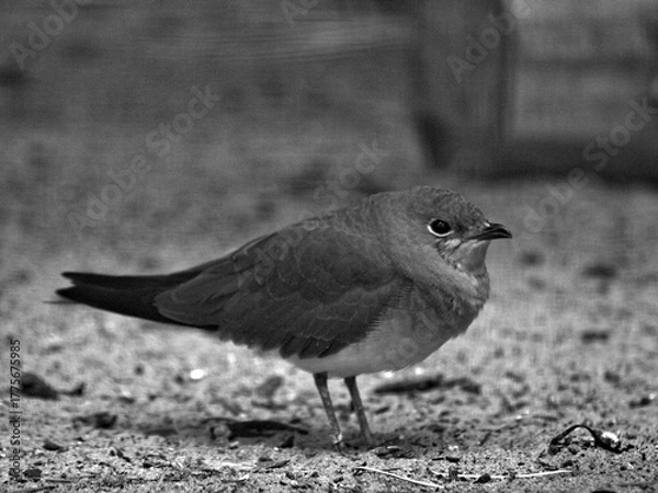 Obraz collared pratincole