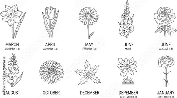 Obraz Monthly birth flowers illustration, minimal line art floral collection, botanical vector design for calendar months, nature inspired elegant flower drawing