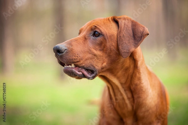Fototapeta Rhodesian Ridgeback