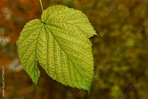 Fototapeta жёлто зелёный листок на природе в парке