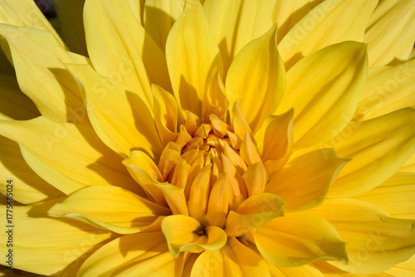 Fototapeta close-up of a yellow dahlia flower Gelber Vulcan