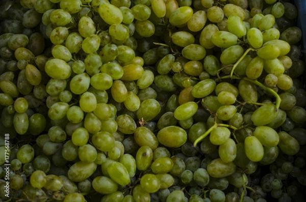 Obraz  White grapes