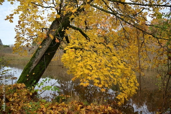 Obraz Autumn tree by the river