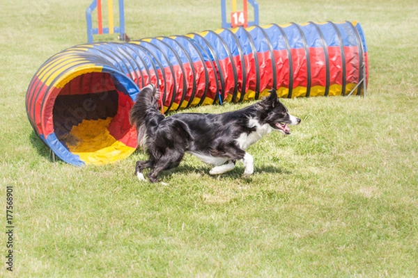 Fototapeta Border collie en agility
