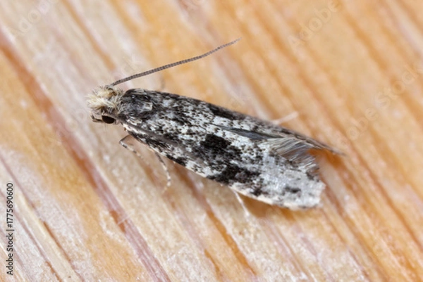 Fototapeta Nemapogon granella (European grain worm or European grain moth). An insect on the desk in the office.
