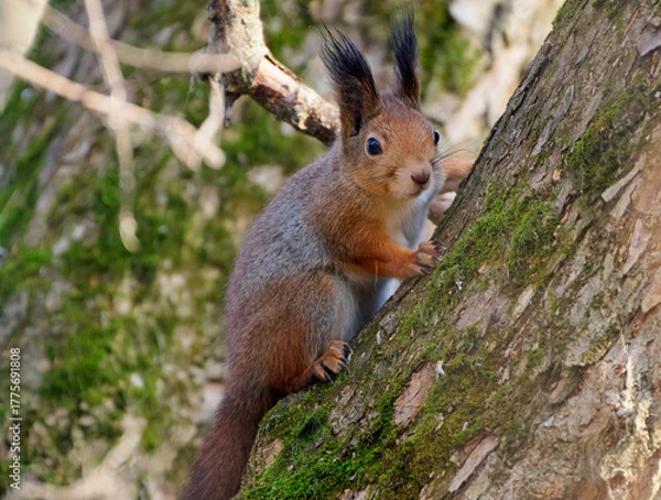 Fototapeta A red squirrel sits on a tree branch.